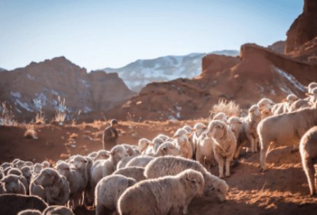 Pengorbanan dalam Islam